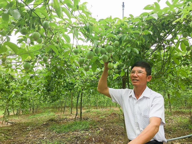 Chanh leo Việt Nam vừa được xuất khẩu chính ngạch vào thị trường Úc Chanh leo Việt Nam vừa được xuất khẩu chính ngạch vào thị trường Úc