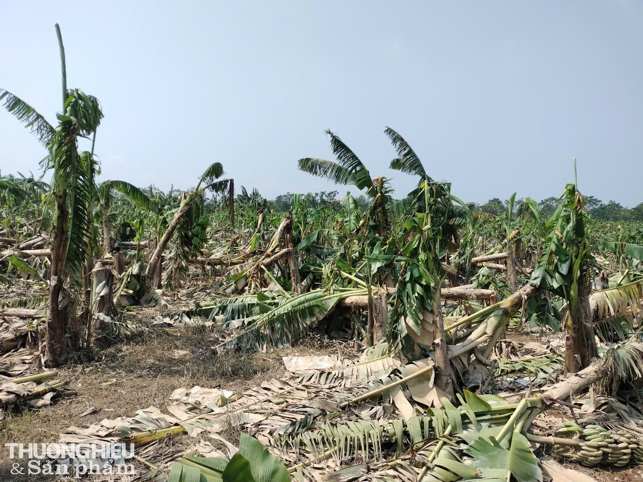 Vườn chuối của anh Bảy sau bão số 3, chỉ còn những cây chuối đổ la liệt, buồng gãy. Ảnh: Trần Hưởng Vườn chuối của anh Bảy sau bão số 3, chỉ còn những cây chuối đổ la liệt, buồng gãy. Ảnh: Trần Hưởng