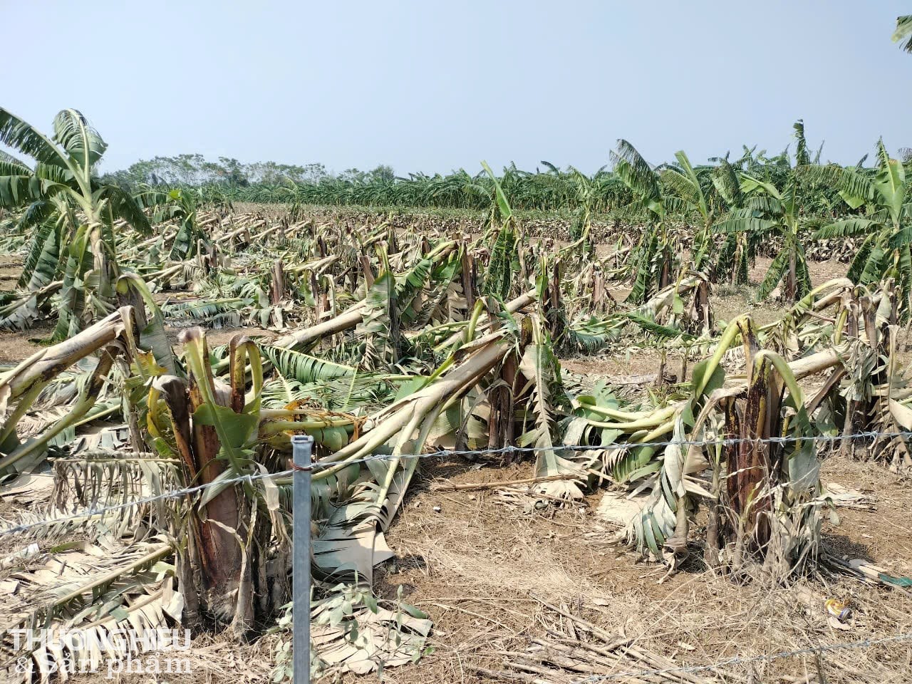 Chia sẻ với PV của Tạp chí Thương Hiệu và Sản Phẩm, anh Bảy ở cụm 1 – xã Thọ Xuân – huyện Đan Phượng – TP Hà Nội nói: “ Gia đình tôi trồng khoảng 1 ha diện tích chuối, do ảnh hưởng của bão sỗ 3, toàn bộ diện tích chuối của gia đình tôi mất trắng, thiệt hại ước tính khoảng 300 triêụ đồng. Ảnh: Trần Hưởng Chia sẻ với PV của Tạp chí Thương Hiệu và Sản Phẩm, anh Bảy ở cụm 1 – xã Thọ Xuân – huyện Đan Phượng – TP Hà Nội nói: “ Gia đình tôi trồng khoảng 1 ha diện tích chuối, do ảnh hưởng của bão sỗ 3, toàn bộ diện tích chuối của gia đình tôi mất trắng, thiệt hại ước tính khoảng 300 triêụ đồng. Ảnh: Trần Hưởng