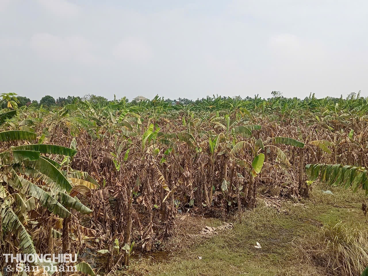 Khi nước sông Hồng rút, những vườn chuối ven sông có dấu hiệu lá khô, thối gốc. Ảnh: Trần Hưởng Khi nước sông Hồng rút, những vườn chuối ven sông có dấu hiệu lá khô, thối gốc. Ảnh: Trần Hưởng