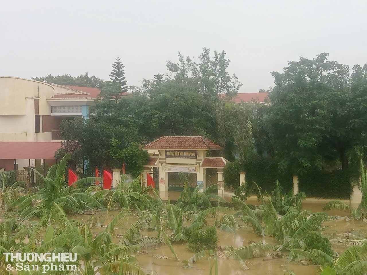 Nước sông Hồng dâng, khiến nhiều vườn chuối ven sông Hồng ngập sâu trong nước. Ảnh: Trần Hưởng Nước sông Hồng dâng, khiến nhiều vườn chuối ven sông Hồng ngập sâu trong nước. Ảnh: Trần Hưởng