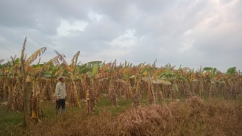 Chuối Tết gãy đổ la liệt sau bão số 3, nông dân Hà Nội rơi nước mắt