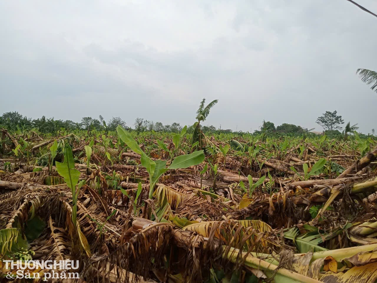 Ảnh hưởng của bão số 3, nhiều vườn chuối tại xã Thọ An – huyện Đan Phượng – TP Hà Nội, gãy đổ la liệt, người nông dân đứng trước cảnh nợ nần. Ảnh: Trần Hưởng Ảnh hưởng của bão số 3, nhiều vườn chuối tại xã Thọ An – huyện Đan Phượng – TP Hà Nội, gãy đổ la liệt, người nông dân đứng trước cảnh nợ nần. Ảnh: Trần Hưởng