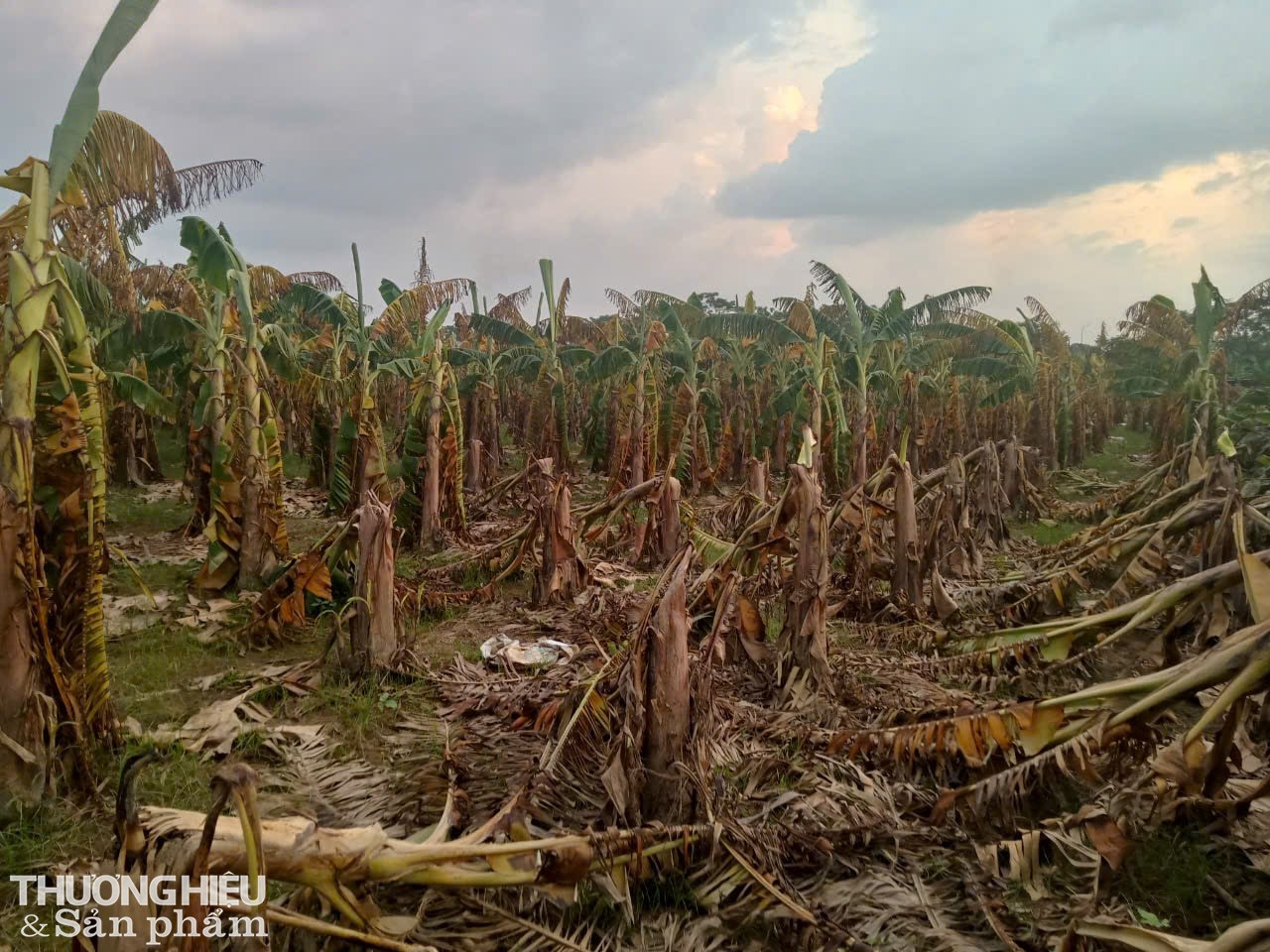 Bác Ngoan chia sẻ: “ Gia đình tôi trồng 1 mẫu chuối, do ảnh hưởng của bão số 3 và nước sông Hồng dâng cao, toàn bộ diện tích chuối của gia đình tôi mất trắng, ước tính thiệt hại khoảng 100 triệu đồng. Ảnh: Trần Hưởng Bác Ngoan chia sẻ: “ Gia đình tôi trồng 1 mẫu chuối, do ảnh hưởng của bão số 3 và nước sông Hồng dâng cao, toàn bộ diện tích chuối của gia đình tôi mất trắng, ước tính thiệt hại khoảng 100 triệu đồng. Ảnh: Trần Hưởng