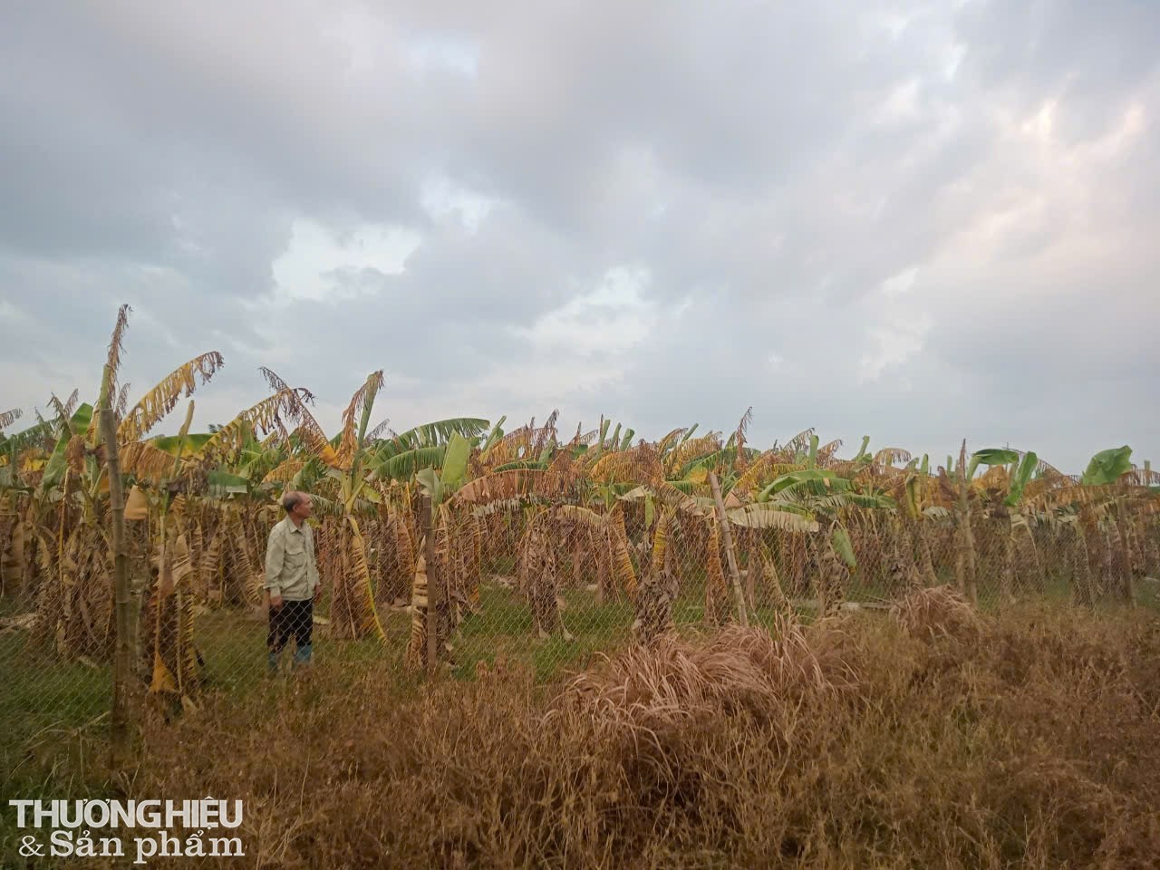 Cách đó không xa là vườn chuối của bác Ngoan ở cụm 8 – xã Thọ Xuân – huyện Đan Phượng – TP Hà Nội. Cách đó không xa là vườn chuối của bác Ngoan ở cụm 8 – xã Thọ Xuân – huyện Đan Phượng – TP Hà Nội.