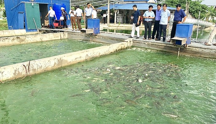 Huyện Ứng Hòa chú trọng phát triển vùng nguyên liệu tập trung Huyện Ứng Hòa chú trọng phát triển vùng nguyên liệu tập trung