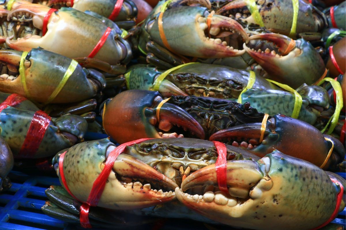 Cua Việt Nam đang được ưu chuộng tại Trung Quốc. Cua Việt Nam đang được ưu chuộng tại Trung Quốc.