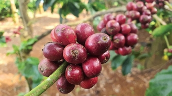 Vì sao giá cà phê biến động mạnh trong những ngày đầu tháng 10?