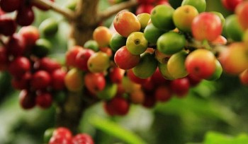 Thị trường cà phê tiếp tục rung lắc sau quyết định hoãn thực thi Luật chống phá rừng