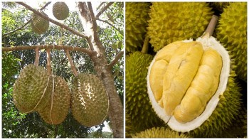 Thái Lan đã hết vụ, sầu riêng Việt sẽ "một mình một chợ" tại Trung Quốc