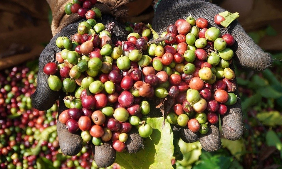 những nhân tố chính ảnh hưởng đến giá cà phê tuần này những nhân tố chính ảnh hưởng đến giá cà phê tuần này