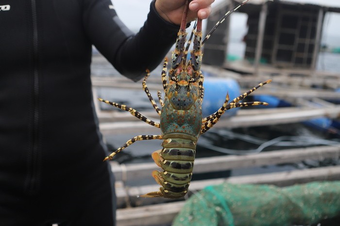 Từ chuyện tôm hùm bông, Bộ trưởng Lê Minh Hoan khẳng định thị trường luôn có sự thay đổi bất ngờ. Từ chuyện tôm hùm bông, Bộ trưởng Lê Minh Hoan khẳng định thị trường luôn có sự thay đổi bất ngờ.