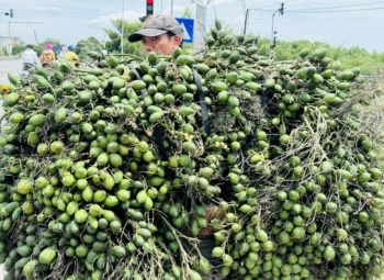 Giá cau tươi bất ngờ trở thành "câu chuyện thời sự" ở nhiều vùng quê