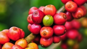 Yếu tố nào khiến giá cà phê lại đồng loạt giảm?