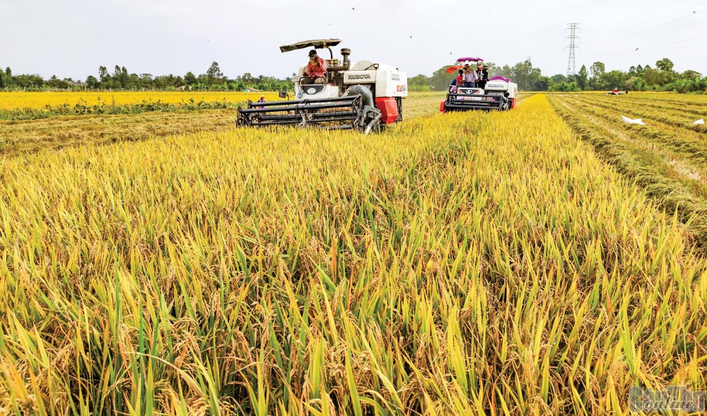 Thủ tướng yêu cầu phải tăng tốc, bứt phá, đạt mục tiêu 1 triệu ha lúa chất lượng cao, từ đó đạt 14-15 triệu tấn lúa, 9-10 triệu tấn gạo.