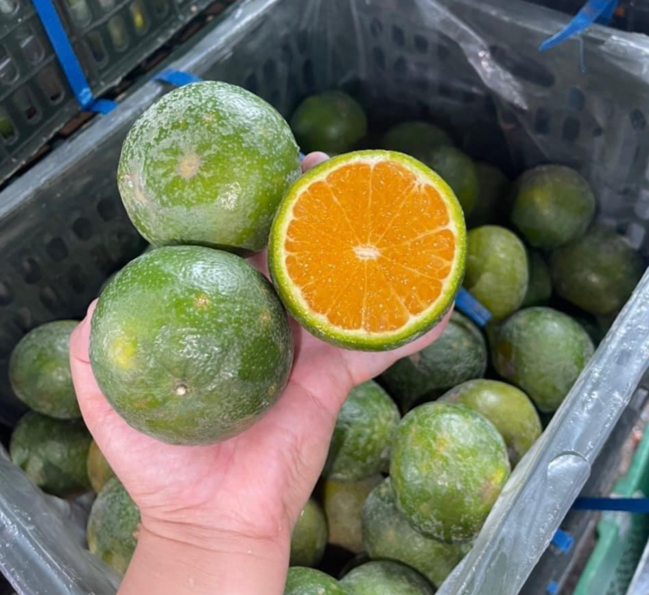 Thương lái rao bán cam giá rẻ nhưng không có mấy khách mua. Ả Thương lái rao bán cam giá rẻ nhưng không có mấy khách mua. Ả