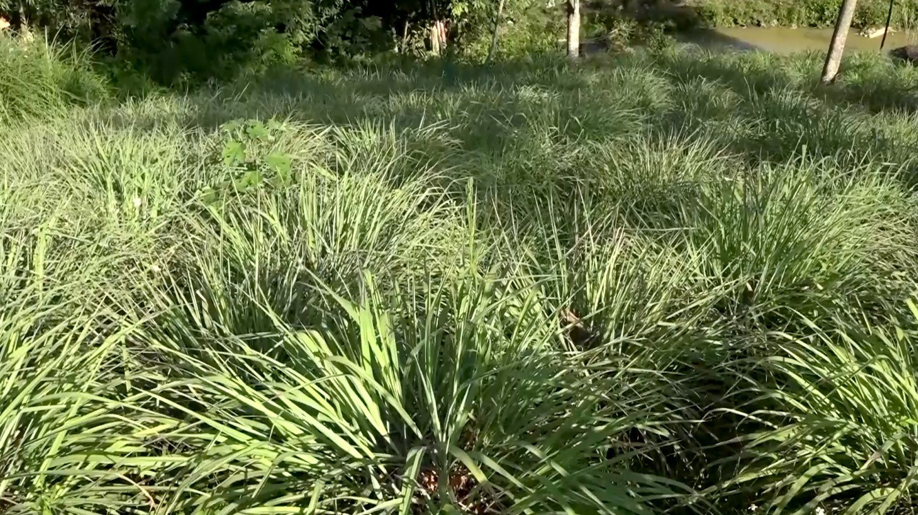 Những tác dụng “đắt giá” của loại cây giá bình dân Những tác dụng “đắt giá” của loại cây giá bình dân