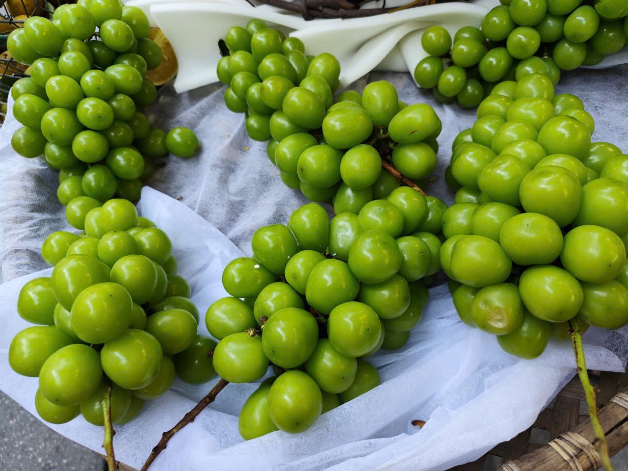 Nho Shine Muscat (nho sữa) được bán nhiều ở Việt Nam với giá rất rẻ. Nho Shine Muscat (nho sữa) được bán nhiều ở Việt Nam với giá rất rẻ.