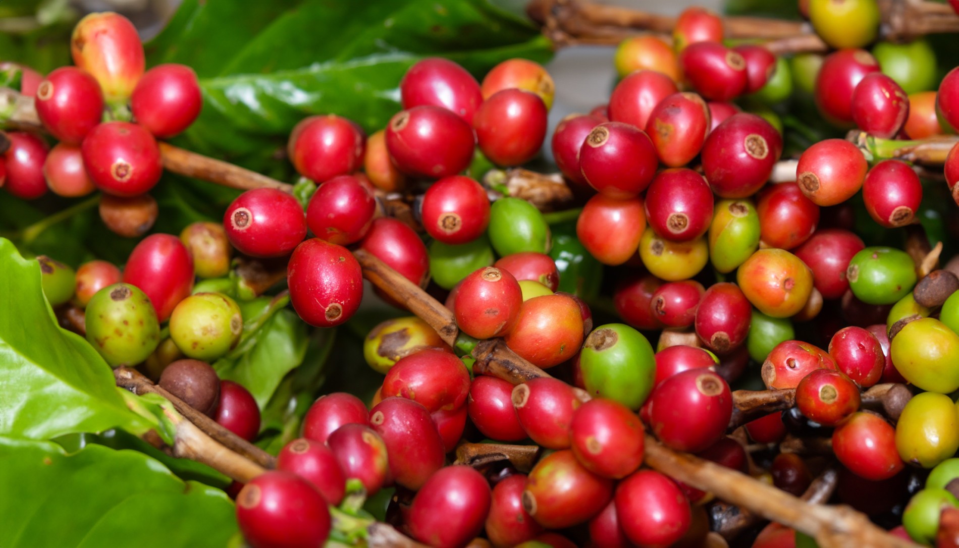 Thị trường cà phê trong nước quay đầu tăng. Thị trường cà phê trong nước quay đầu tăng.