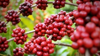 Cà phê Việt Nam đang “một mình một chợ” nên sẽ có mức giá tốt hơn hẳn mọi năm