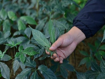 Các hợp chất saponin là đặc trưng chỉ có ở sâm Việt Nam