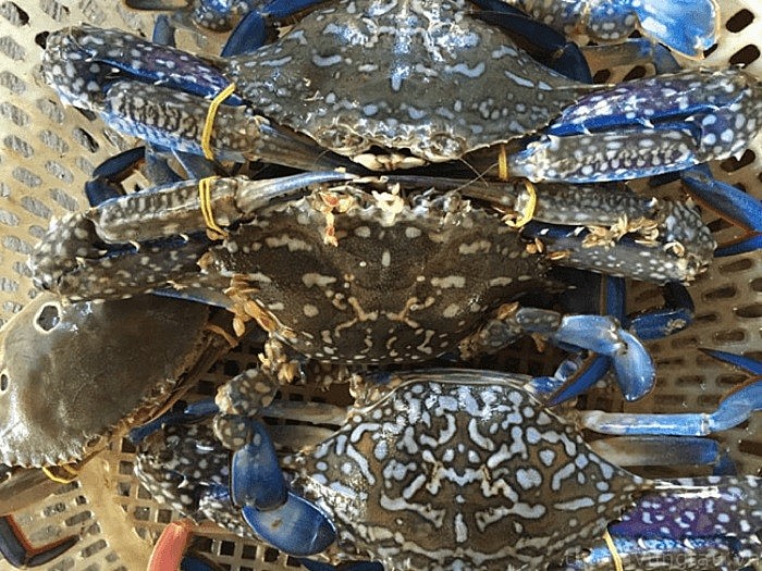 Cua ghẹ của Việt Nam được khách hàng Trung Quốc ưa chuộng Cua ghẹ của Việt Nam được khách hàng Trung Quốc ưa chuộng