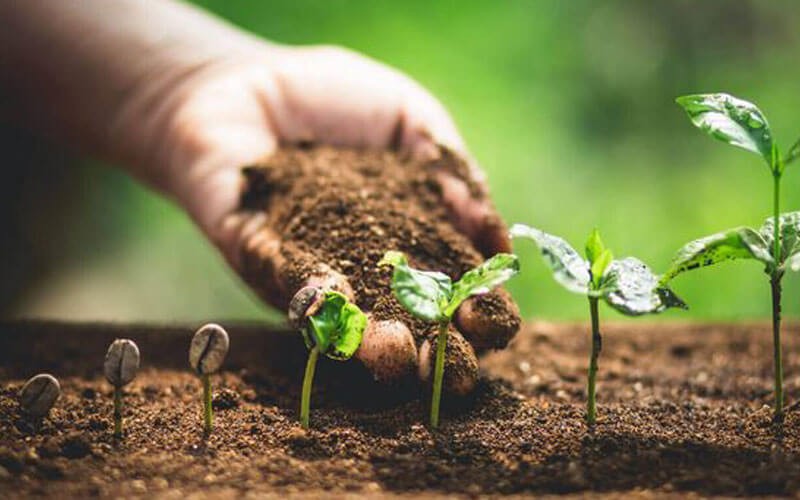 Biến đổi khí hậu để lại “vị đắng” cho ngành cà phê