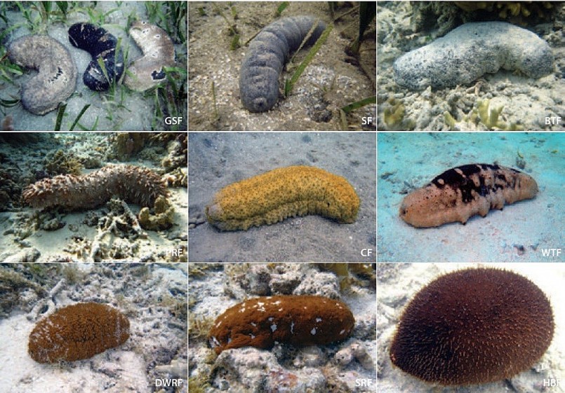 Hải sâm được ví như “Vàng của đại dương” . 