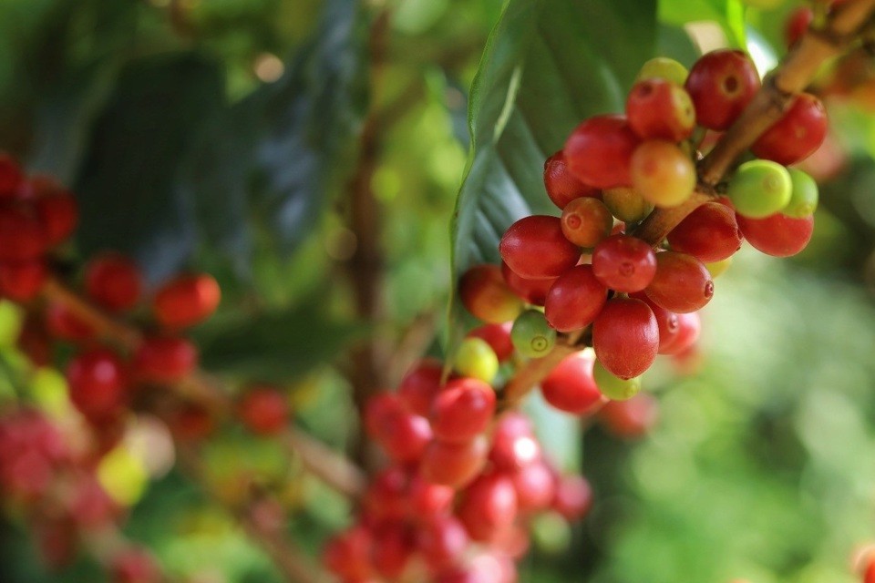 Giá cà phê tiếp tục tăng mạnh. Giá cà phê tiếp tục tăng mạnh.