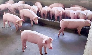 Giá heo hơi chuyển biến tích cực theo hướng có lợi cho người chăn nuôi