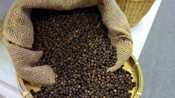Nhu cầu cuối năm tăng đẩy giá tiêu tiến sát mốc 150.000 đồng/kg