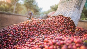 Giá cà phê đang trên đà tăng, tuần này diễn biến thế nào?