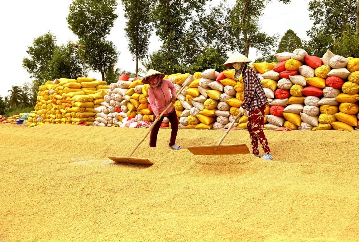 Thu hoạch lúa ở ĐBSCL Thu hoạch lúa ở ĐBSCL