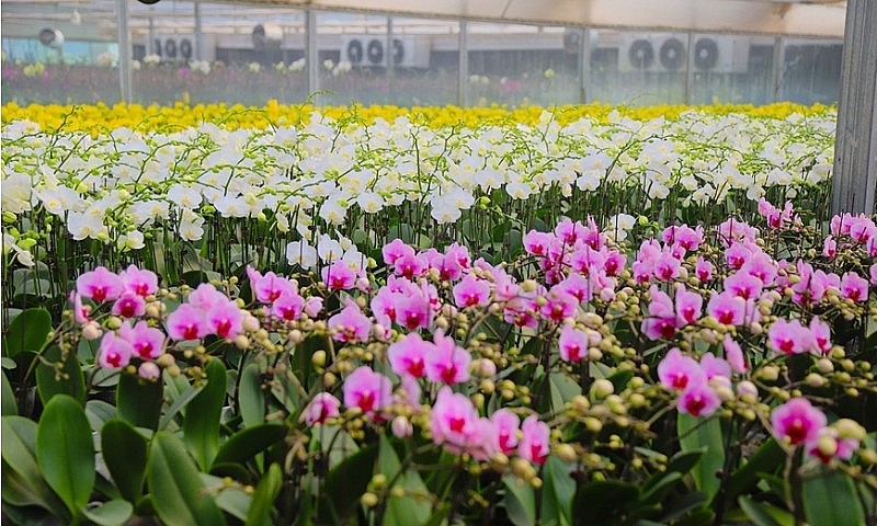 chuyên gia chỉ 5 điều cần nhớ để tránh lây lan và trở nặng chuyên gia chỉ 5 điều cần nhớ để tránh lây lan và trở nặng