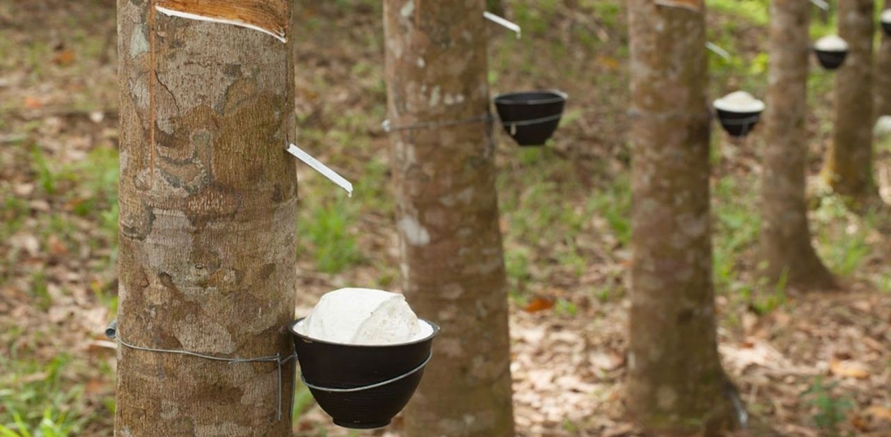 năm 2024, ngành cao su gặp nhiều thách thức 