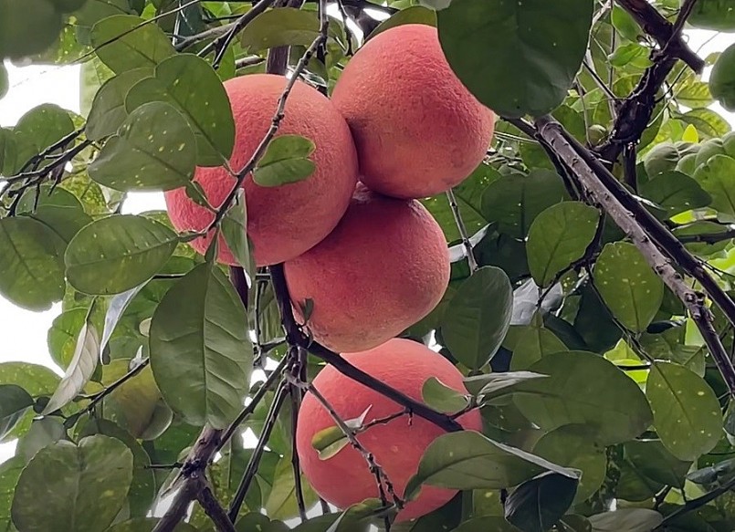 Bưởi đỏ tiến vua với tạo hình độc đáo đúc chữ \'tài - lộc\' hay thỏi vàng những năm gần đây trở thành mặt hàng ưa chuộng.