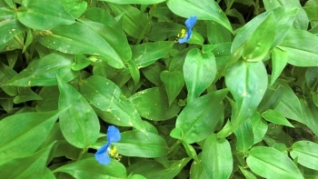 Loài cây dại người Việt đều nhổ bỏ giúp khoẻ gan, tốt cho khớp