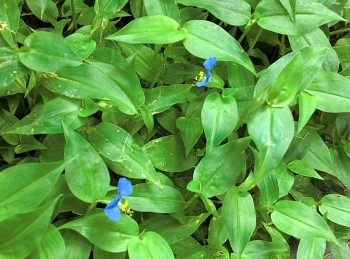 Loài cây dại người Việt đều nhổ bỏ giúp khoẻ gan, tốt cho khớp