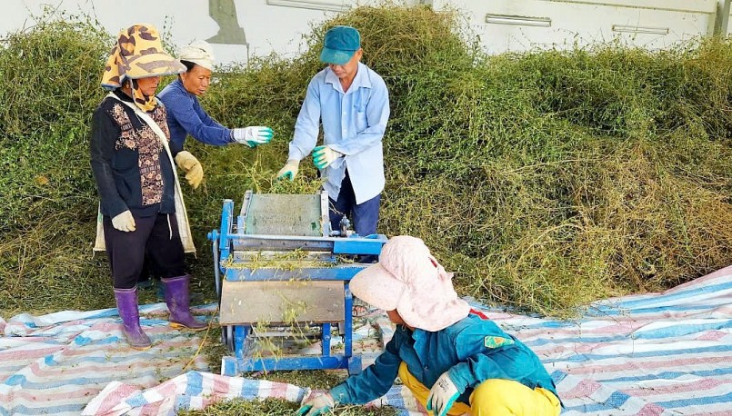 HTX Nam Sơn - Phú Lương, thị trấn Ít Ong, huyện Mường La, thu hoạch cà gai leo HTX Nam Sơn - Phú Lương, thị trấn Ít Ong, huyện Mường La, thu hoạch cà gai leo