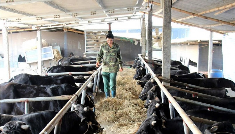 HTX Nông nghiệp xanh Sơn La vay vốn Quỹ Thiện Tâm phát triển mô hình nuôi bò 3B thương phẩm. HTX Nông nghiệp xanh Sơn La vay vốn Quỹ Thiện Tâm phát triển mô hình nuôi bò 3B thương phẩm.