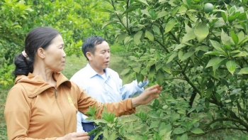 Vai trò của HTX trong sản xuất nông nghiệp