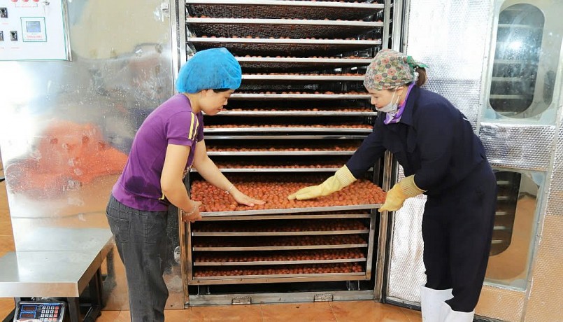 Chế biến quả sấy khô tại HTX Nông nghiệp Quyết Thanh, huyện Mộc Châu.
