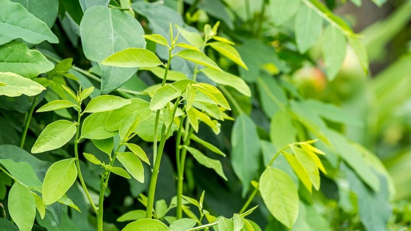 Rau ngót - Kho tàng dinh dưỡng cho sức khỏe Rau ngót - Kho tàng dinh dưỡng cho sức khỏe