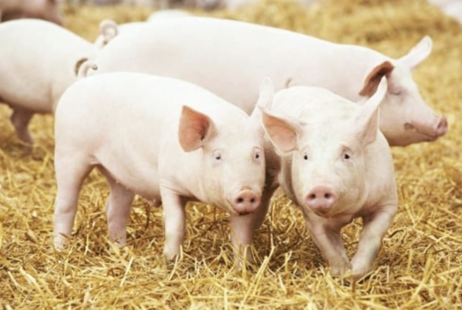 Giá heo hơi vượt mốc 66.000 đồng/kg Giá heo hơi vượt mốc 66.000 đồng/kg