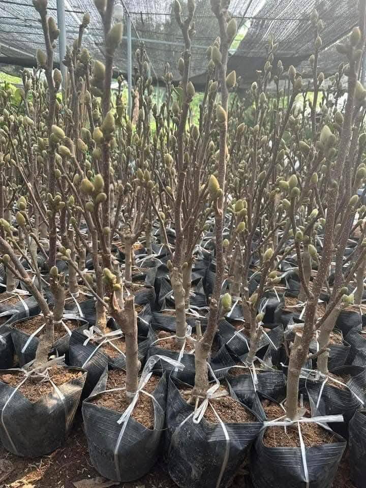 Mộc lan lộng lẫy, quý phái, được chị em ráo riết "săn lùng" chơi Tết Nguyên đan Ất Tỵ