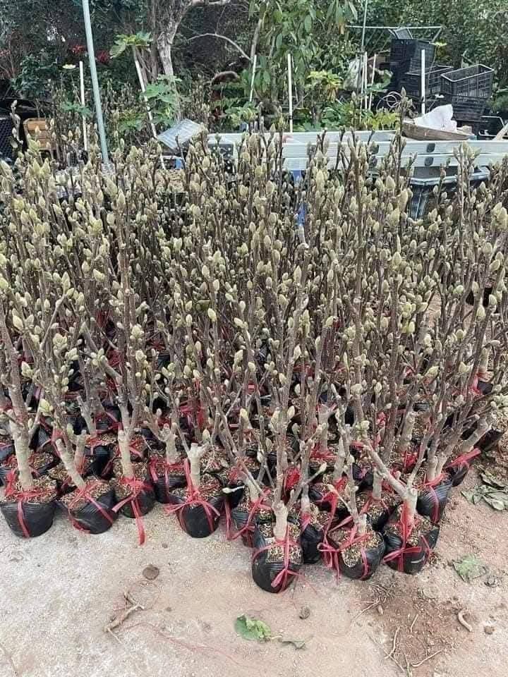 Mộc lan lộng lẫy, quý phái, được chị em ráo riết "săn lùng" chơi Tết Nguyên đan Ất Tỵ