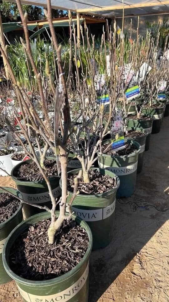 Mộc lan lộng lẫy, quý phái, được chị em ráo riết "săn lùng" chơi Tết Nguyên đan Ất Tỵ