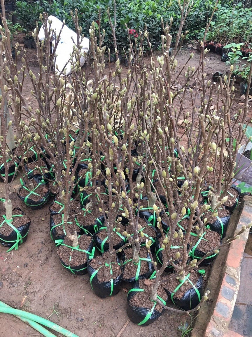 Mộc lan lộng lẫy, quý phái, được chị em ráo riết "săn lùng" chơi Tết Nguyên đan Ất Tỵ