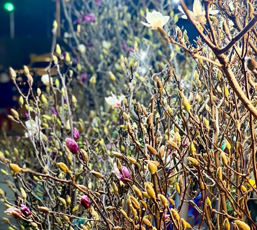 Mộc lan lộng lẫy, quý phái, được chị em ráo riết "săn lùng" chơi Tết Nguyên đan Ất Tỵ