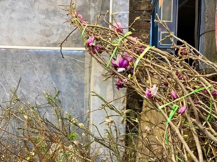 Mộc lan lộng lẫy, quý phái, được chị em ráo riết "săn lùng" chơi Tết Nguyên đan Ất Tỵ